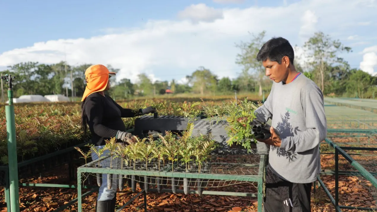 Trabajadores trasladan las plantas a la zona de curado.