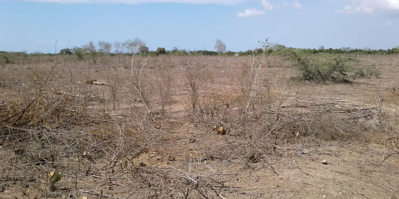 Paisaje árido antes de los esfuerzos de restauración.