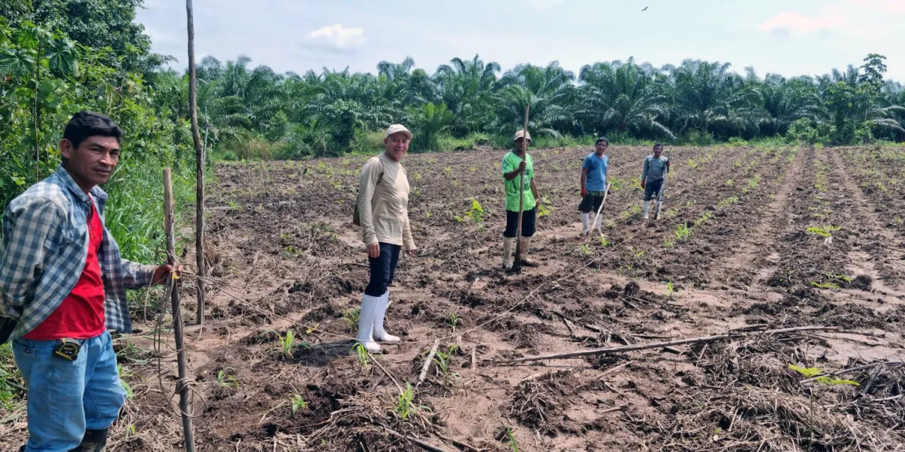 Workers in the field preparing the plantation line.