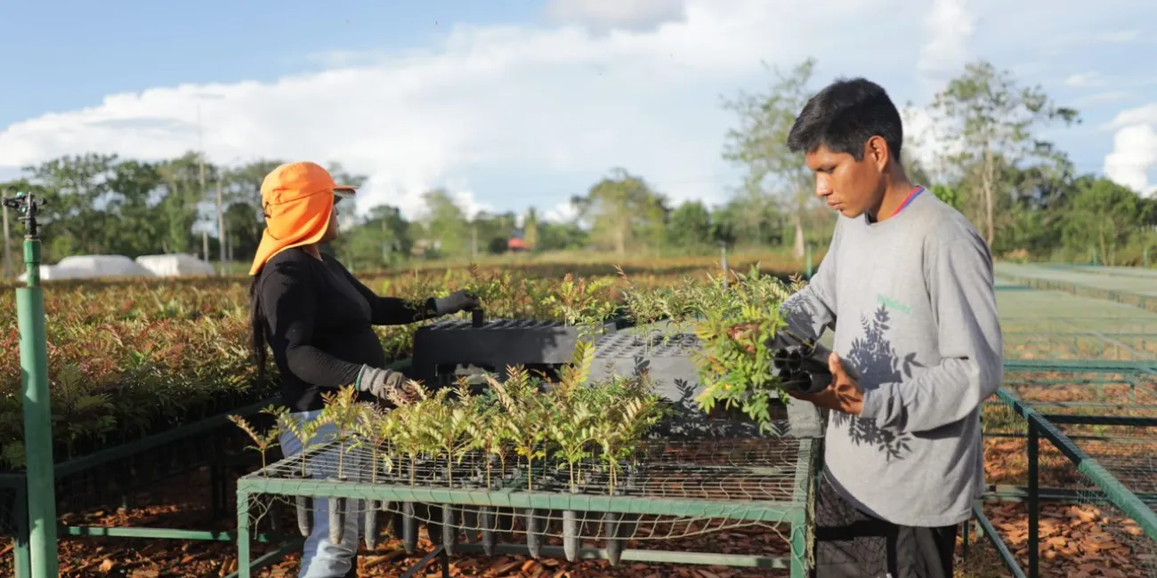 Workers transfer the plants to the curing zone.