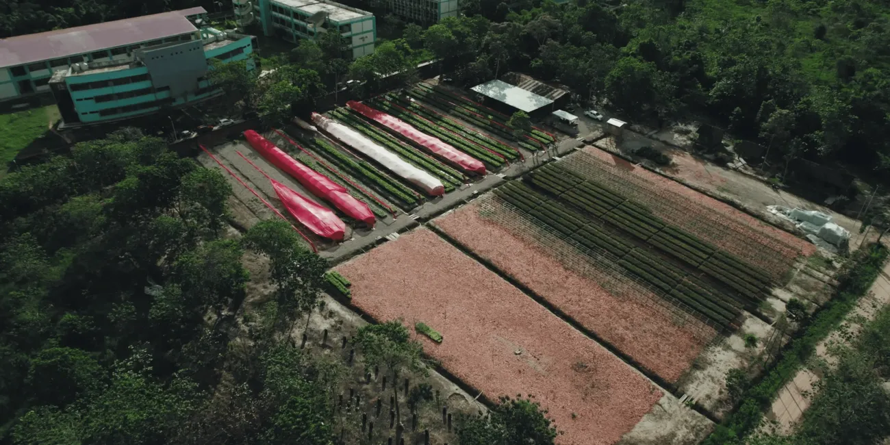 Vue aérienne de la pépinière de Pucallpa, celle-ci posséde une capacité de 1 million de plantes indigènes.