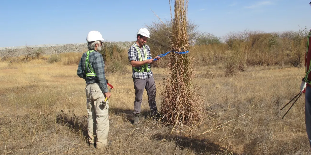 Sampling of plants and soil from ecotopes in areas not directly disturbed by mining activities for rehabilitation.