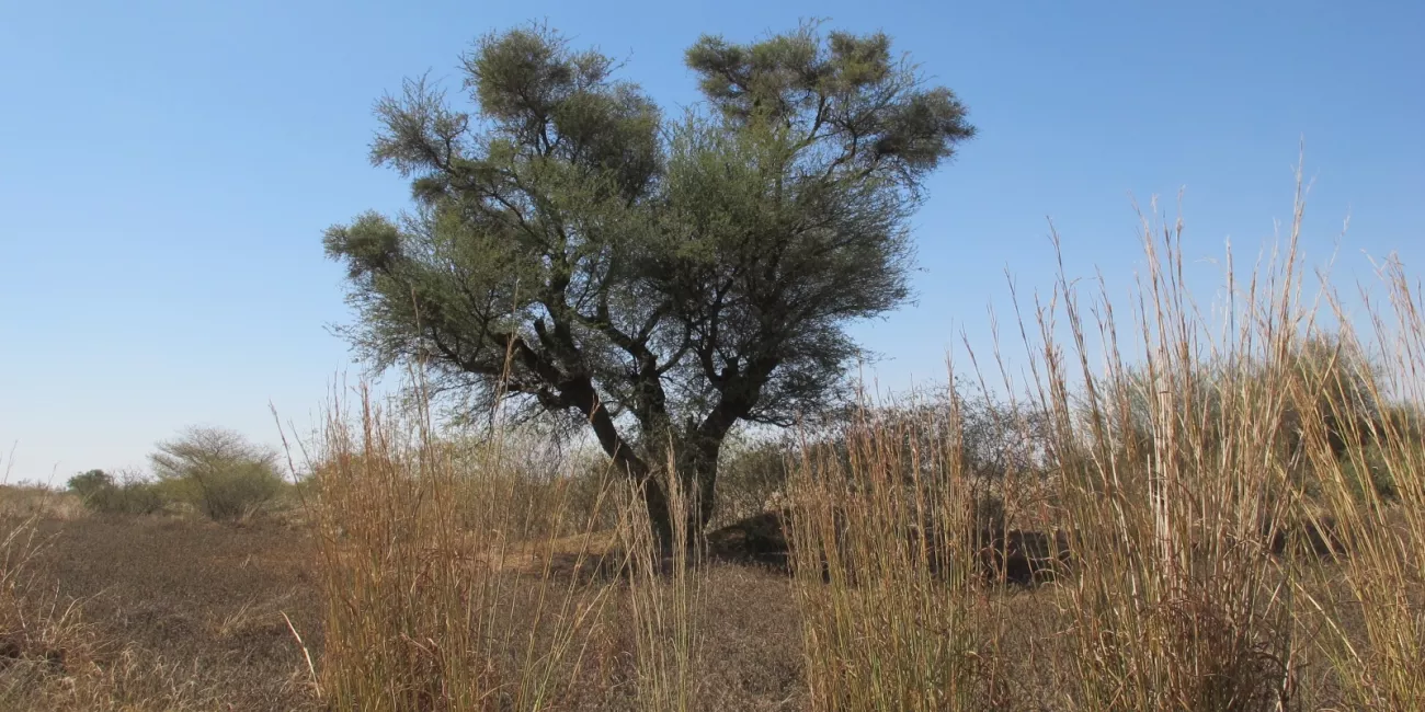 A large Vachellia nilotica that was able to become established thanks to the closure of the mine site. Very rare in the region due to anthropogenic pressures.