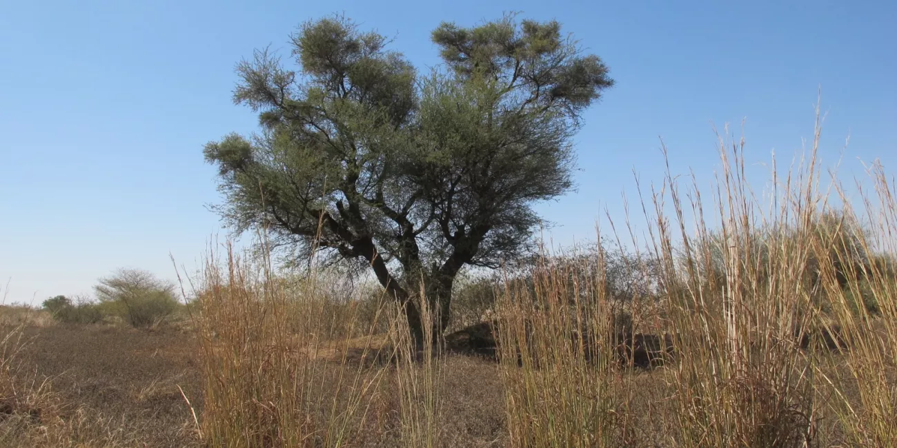 Una gran Vachellia nilotica que pudo establecerse gracias al cierre del emplazamiento de la mina. Muy rara en la región debido a las presiones antropogénicas.