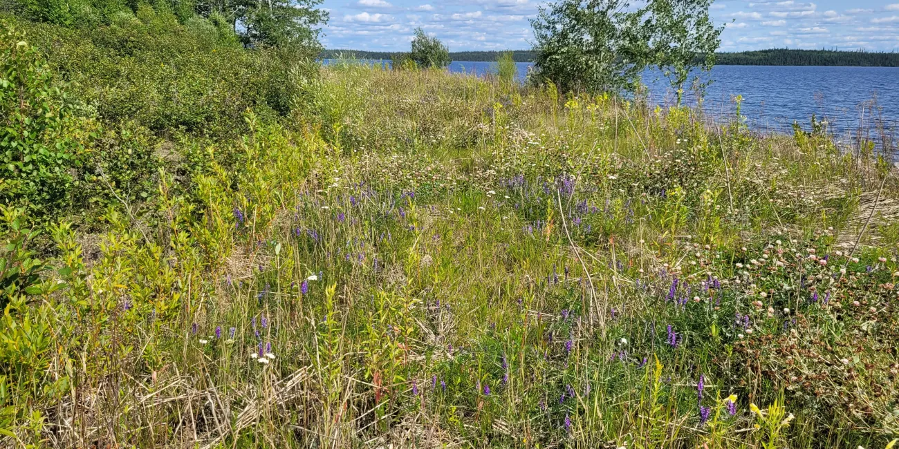 1 year after the ecological restoration work.