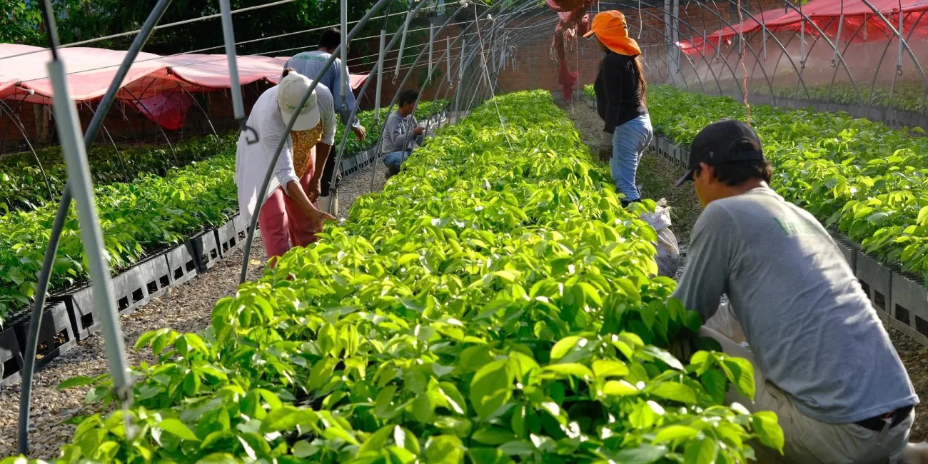 Trabajadores del vivero, Pucallpa.