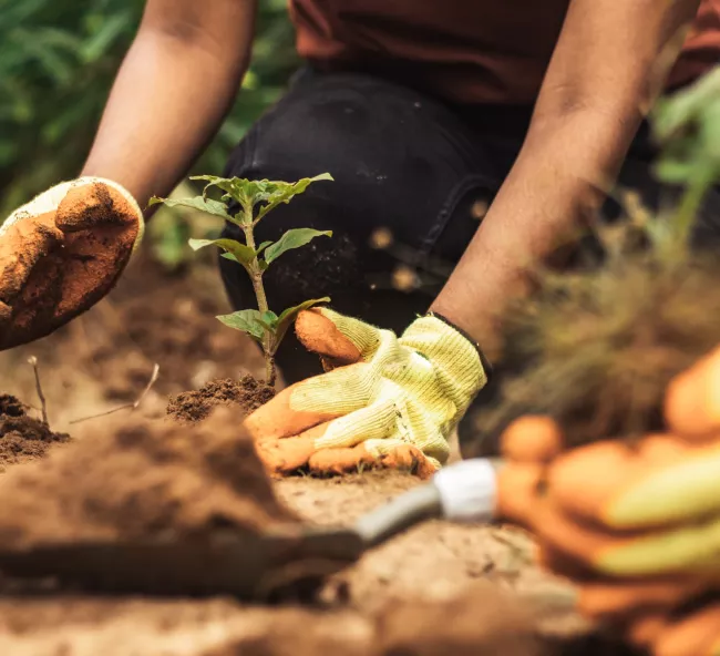 Plantation de graines.