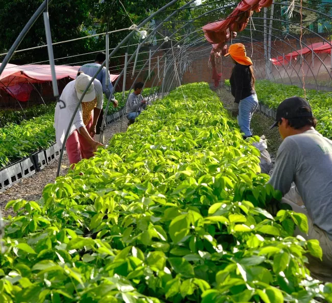 Travailleurs de la pépinière, Pucallpa.